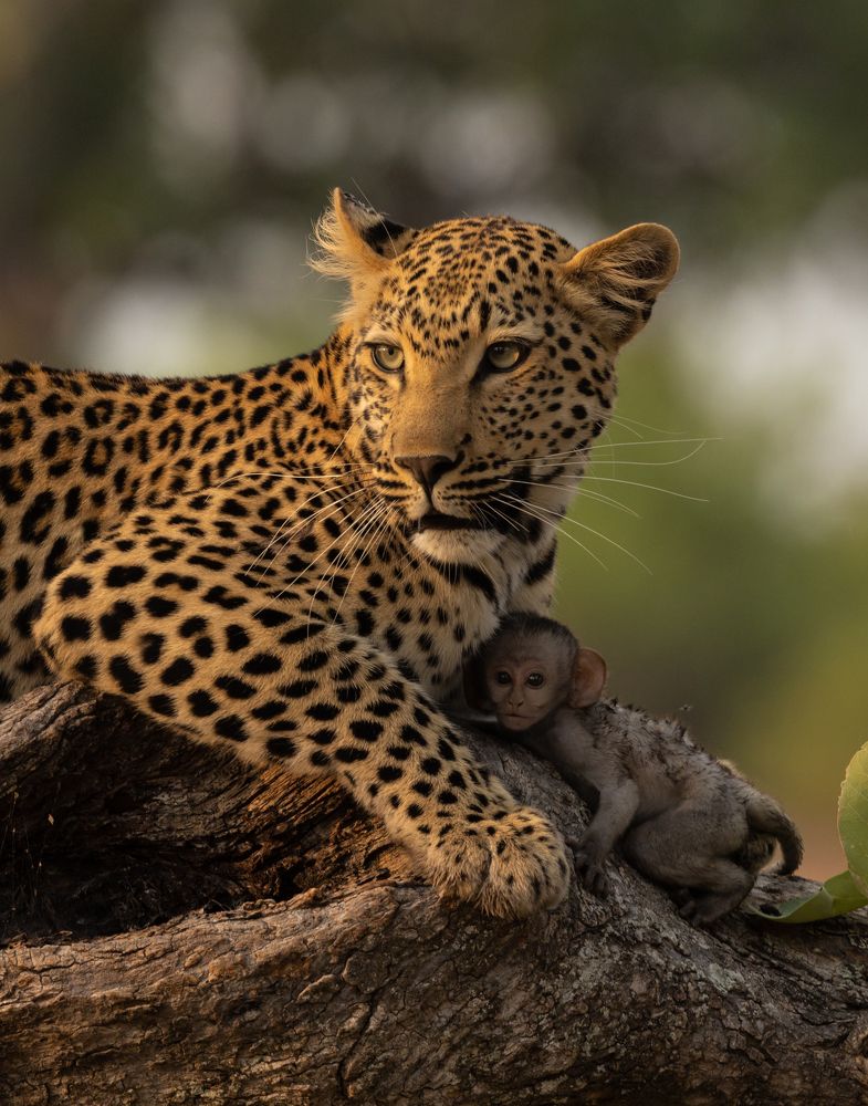 Leopard and monkey (5)
