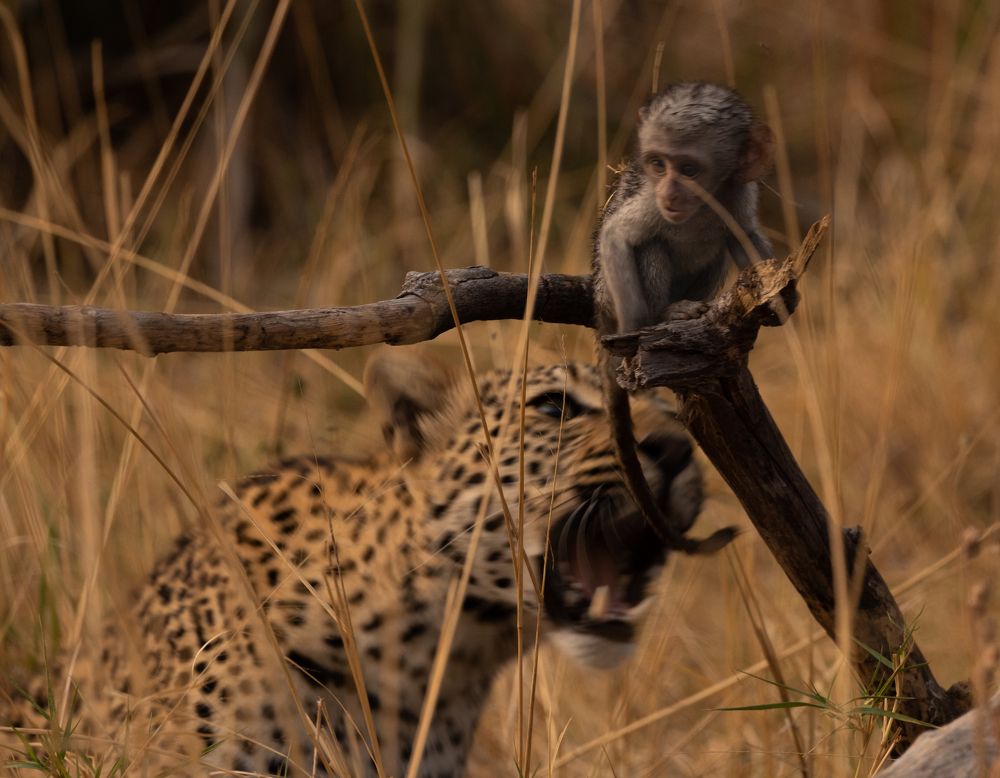 Leopard and monkey (6)