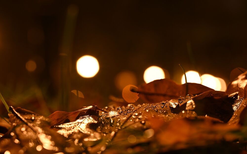 Autumn mood (5)
