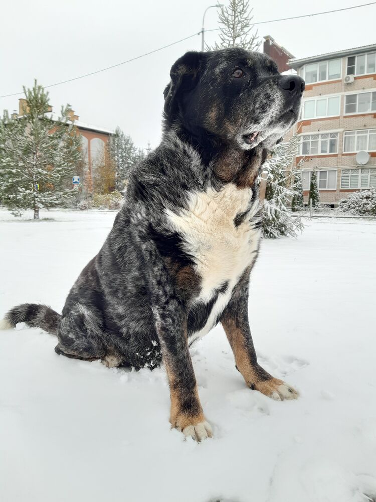 Мой любимчик (4)