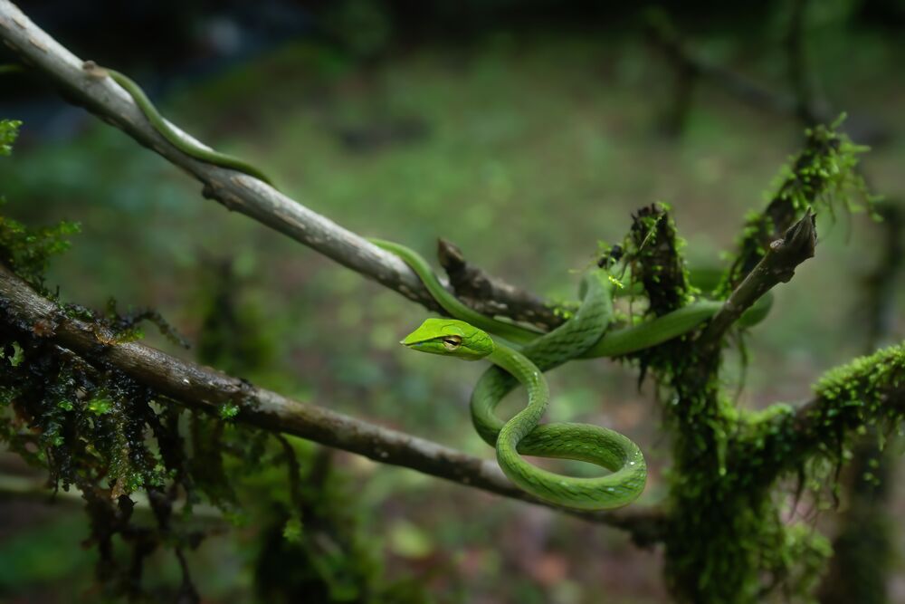 Mossy Perch: Green Vine Snake Trilogy (3)