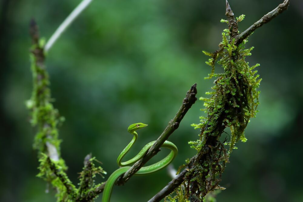 Mossy Perch: Green Vine Snake Trilogy (4)