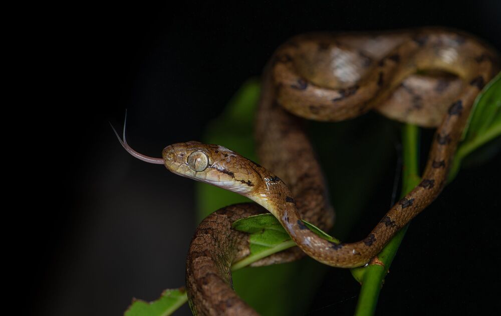 Hiss and Grace: A Cat Eye Snake's Tale (2)