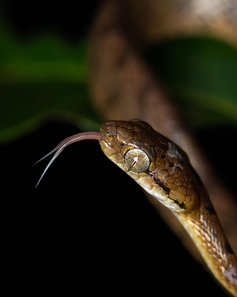 Hiss and Grace: A Cat Eye Snake's Tale (3)