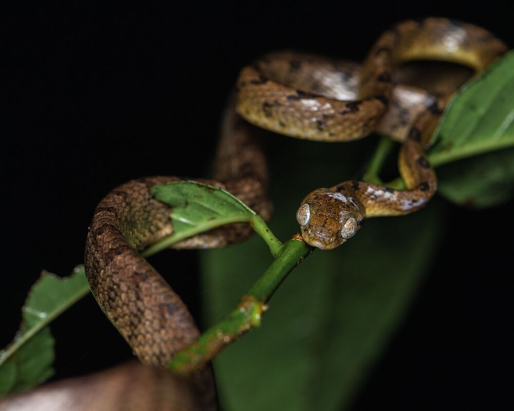 Hiss and Grace: A Cat Eye Snake's Tale (4)