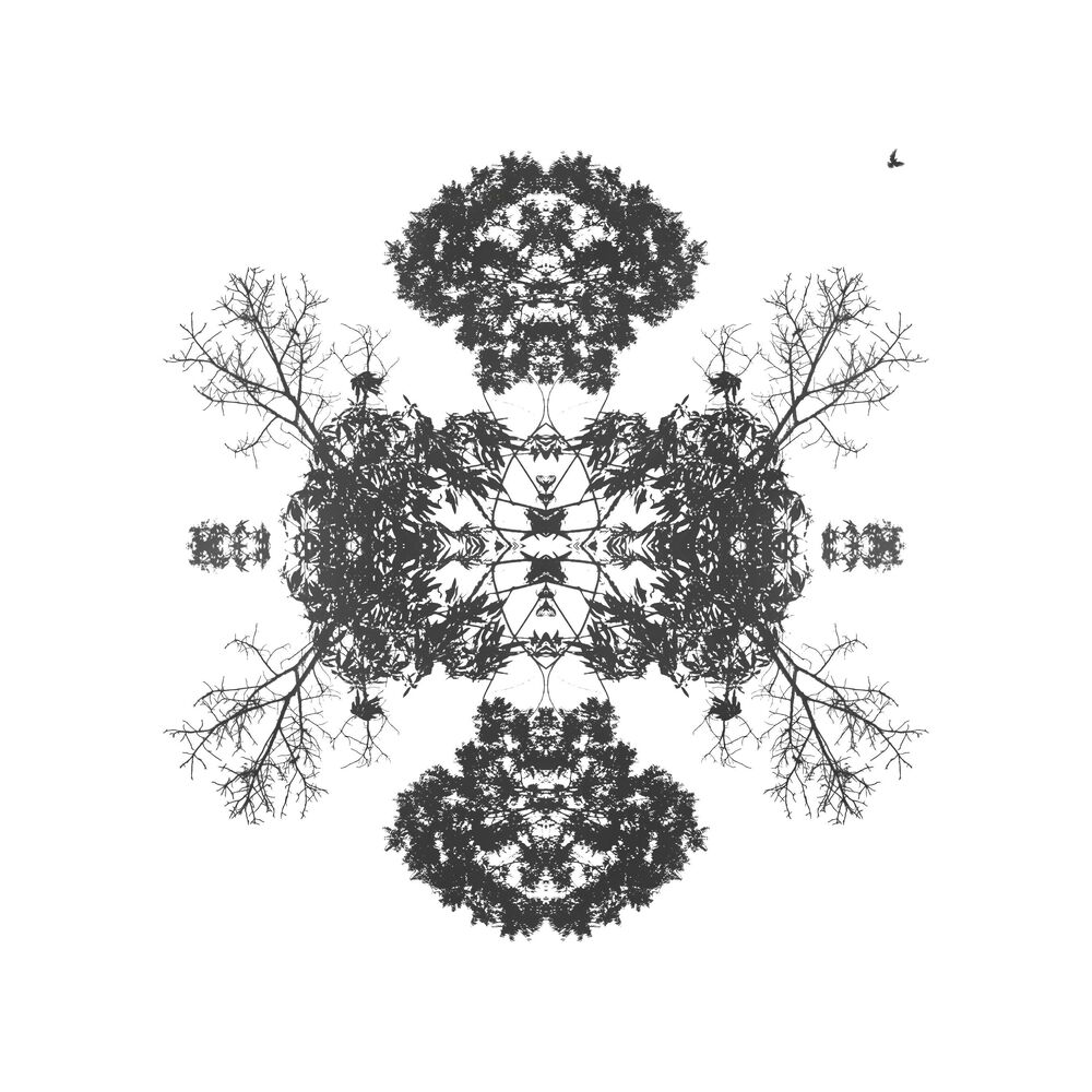 Circle of Willis (2)