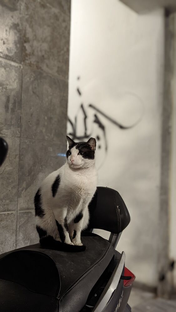 Photo #10004170 (3)
