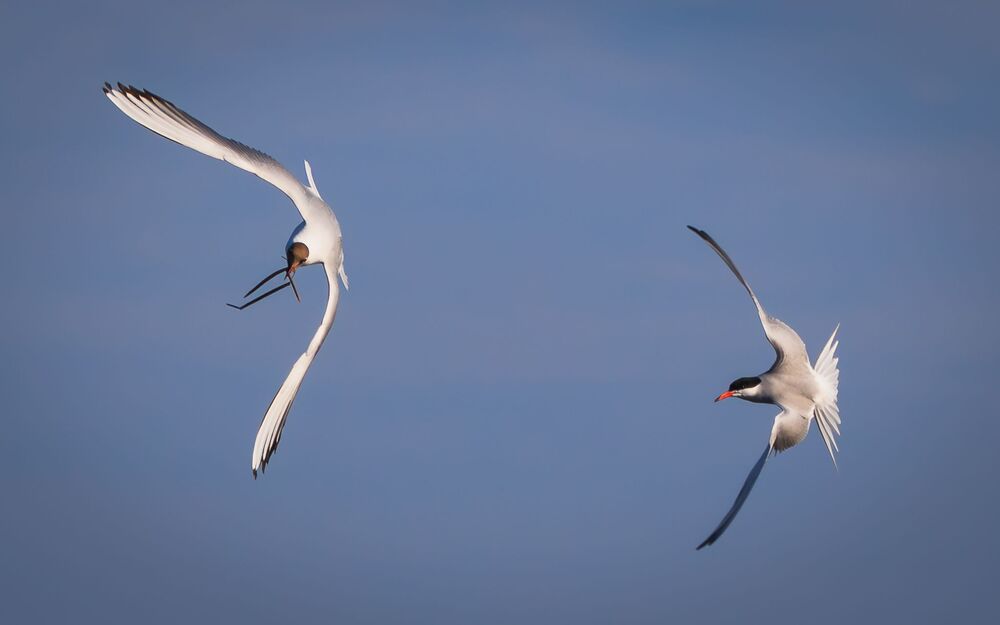 Fight for the nest (2)
