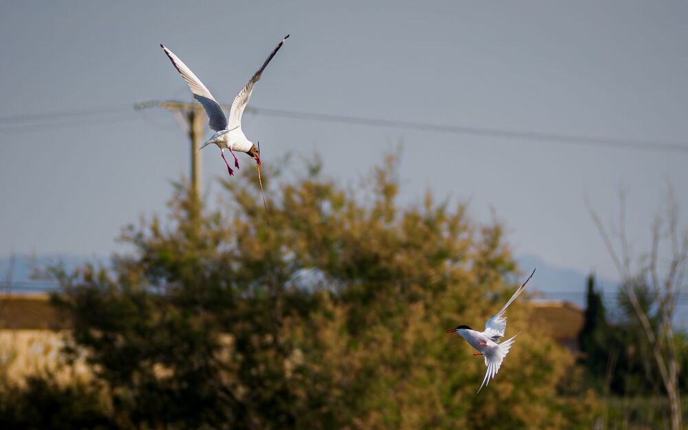 Fight for the nest (3)
