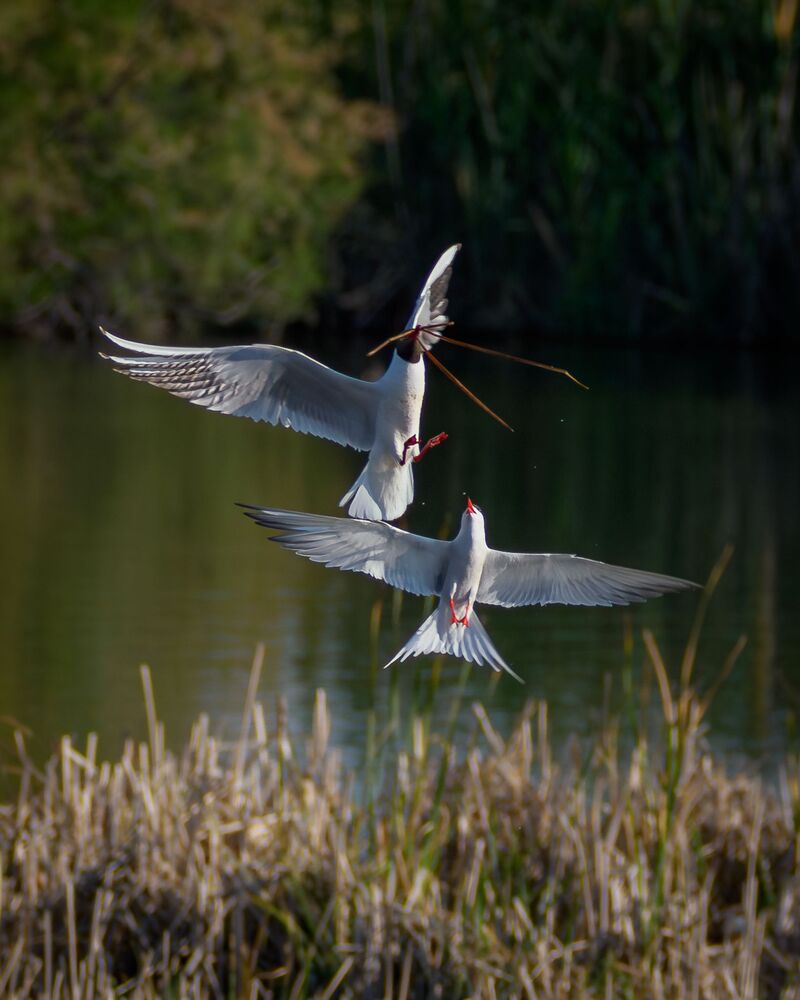 Fight for the nest (4)