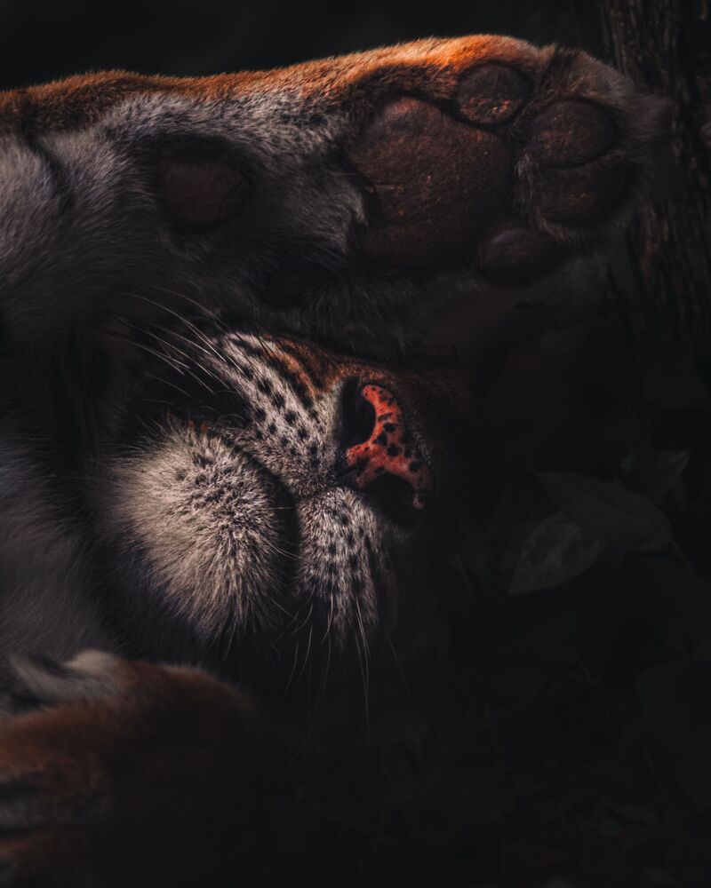 Photo #10011672 (3)