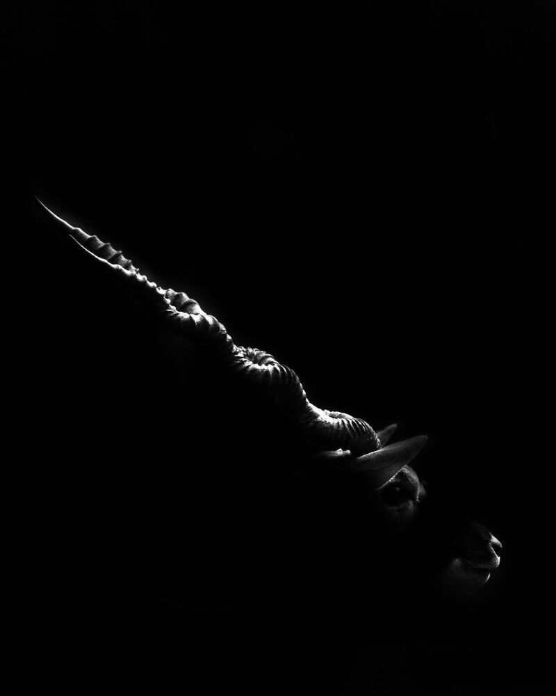 Photo #10011672 (4)