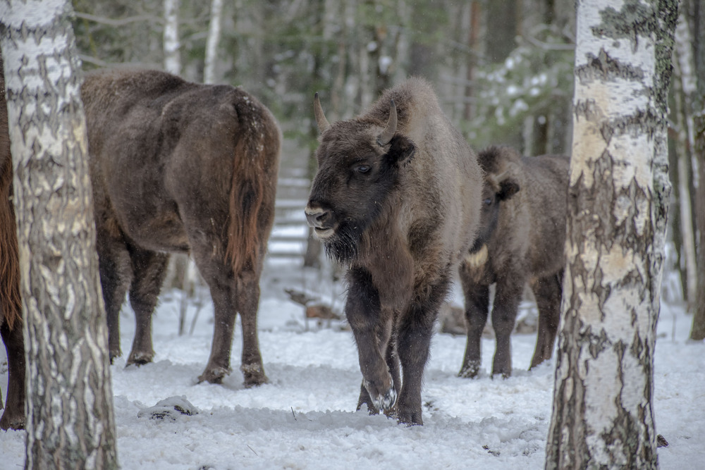 Photo #10114937 (8)