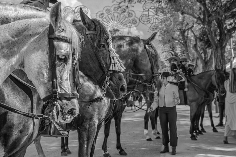 Feria (5)