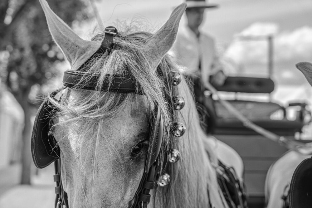 Feria (7)