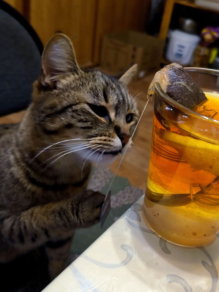 I love tea bags... (5)