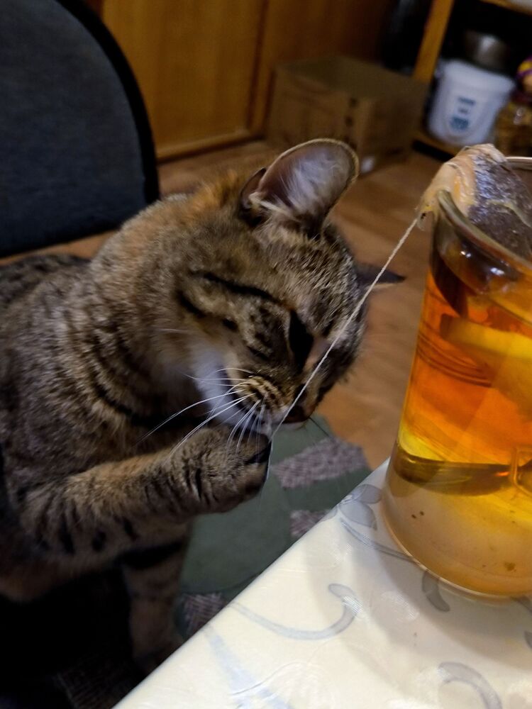 I love tea bags... (6)