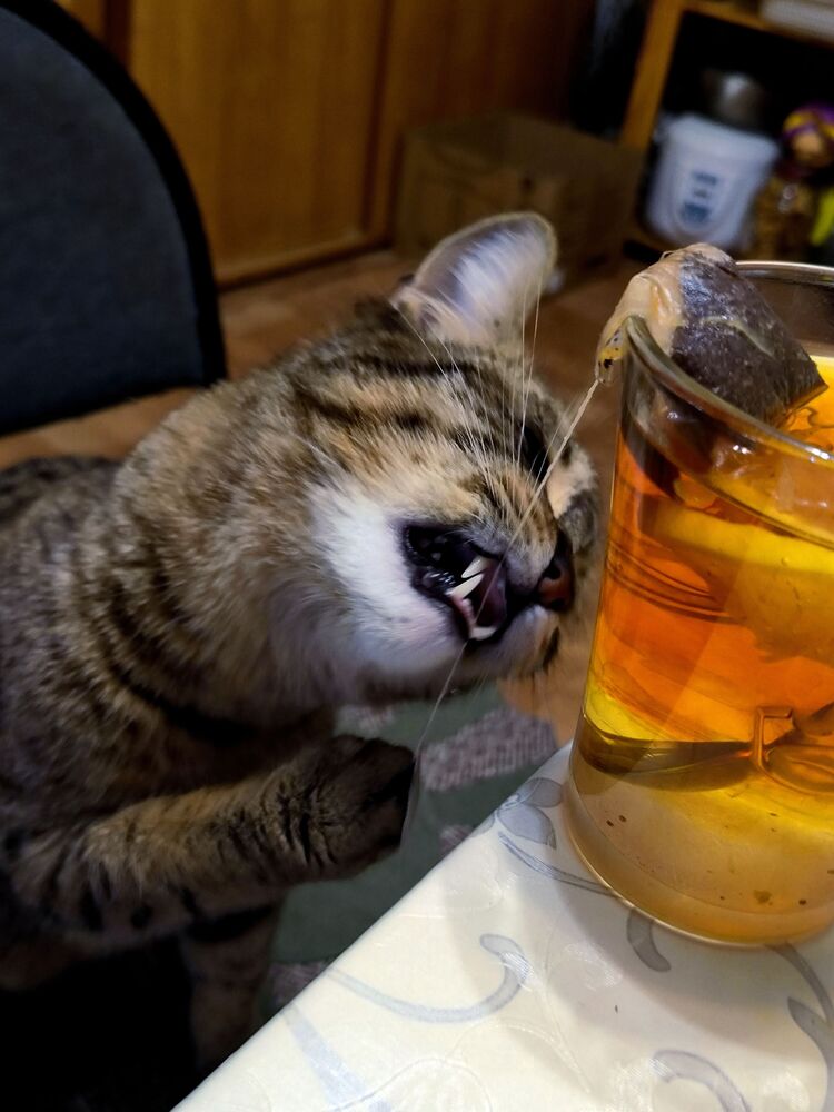 I love tea bags... (7)