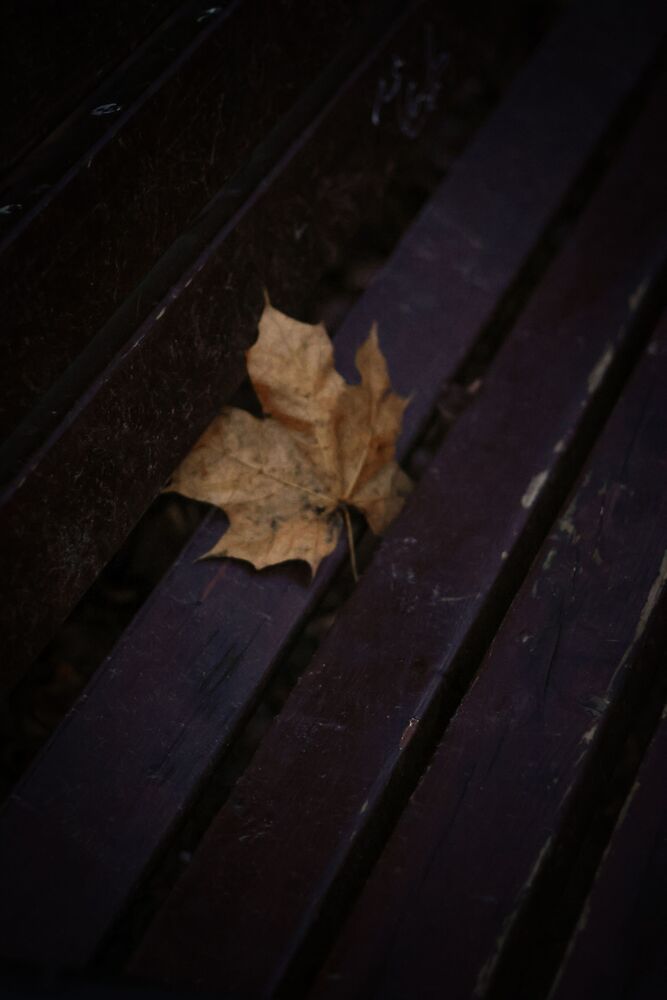 Photo #10265560 (8)