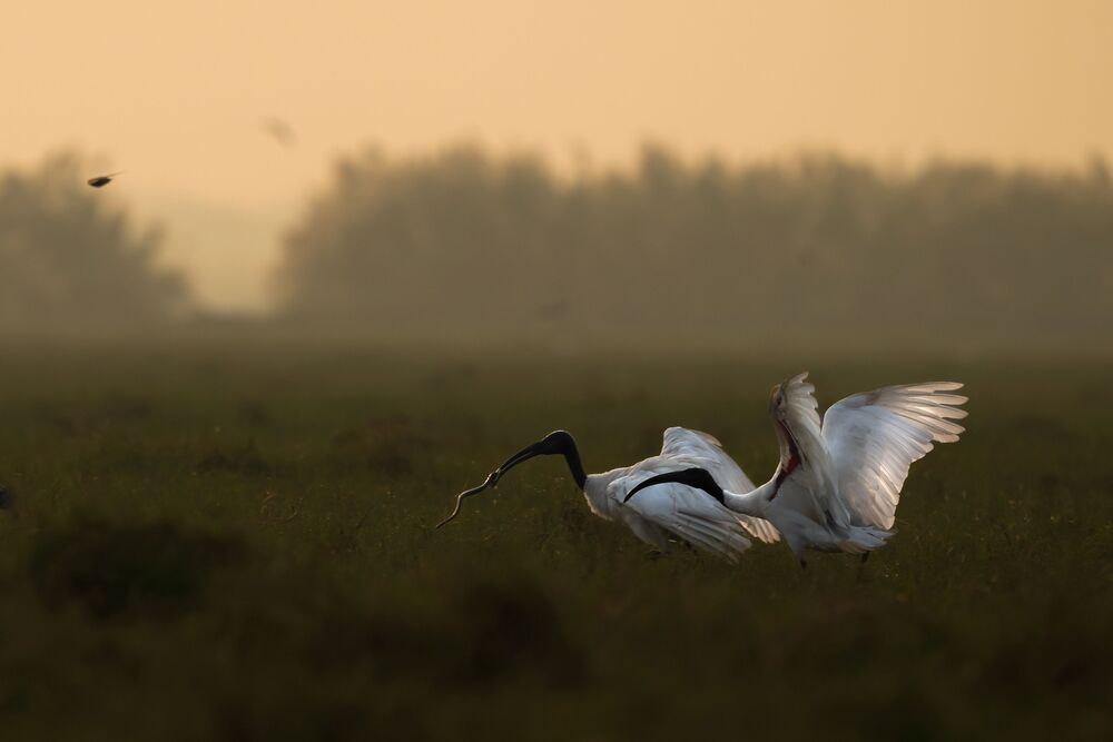 Golden Fight (3)
