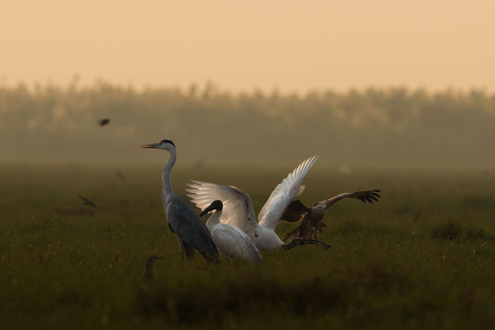 Golden Fight (6)