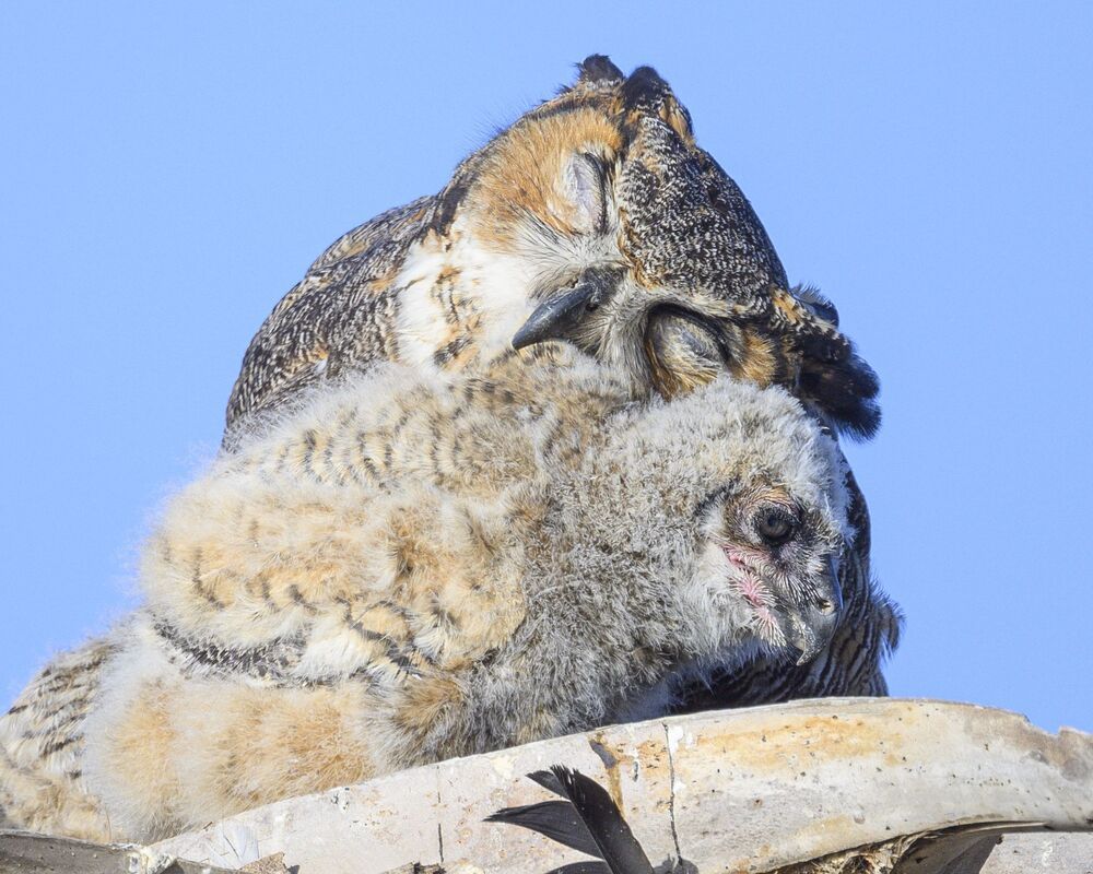 Nurtured Owlets (3)