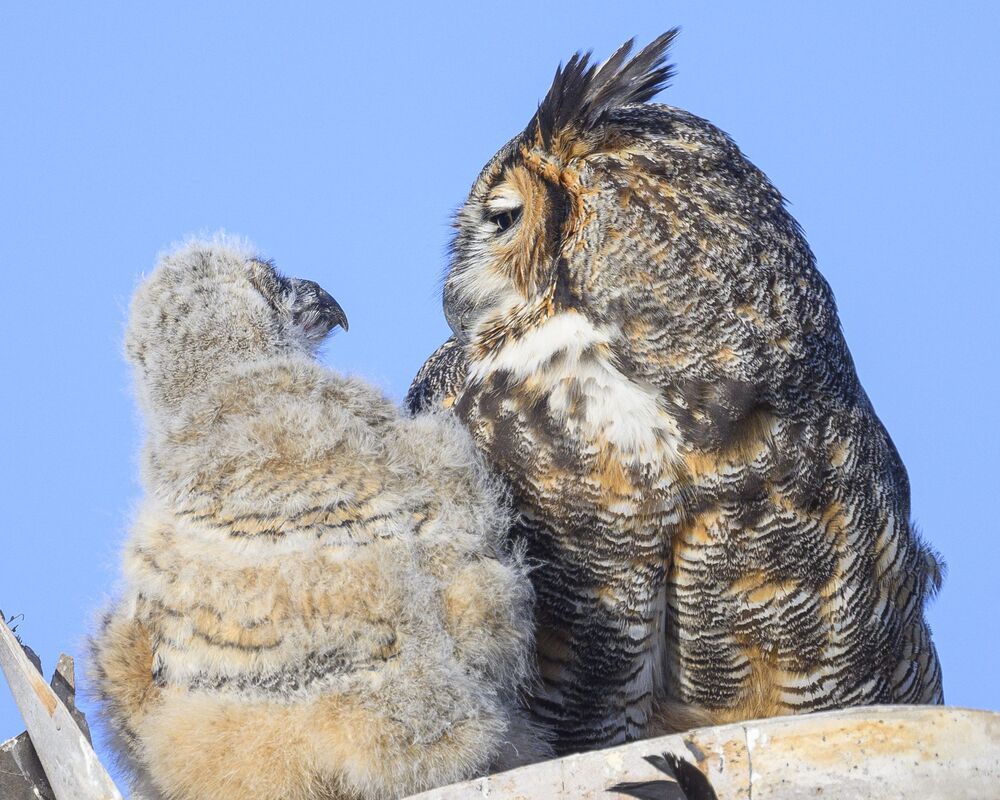 Nurtured Owlets (4)