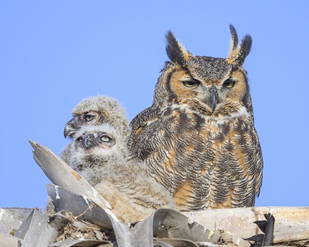 Nurtured Owlets (5)