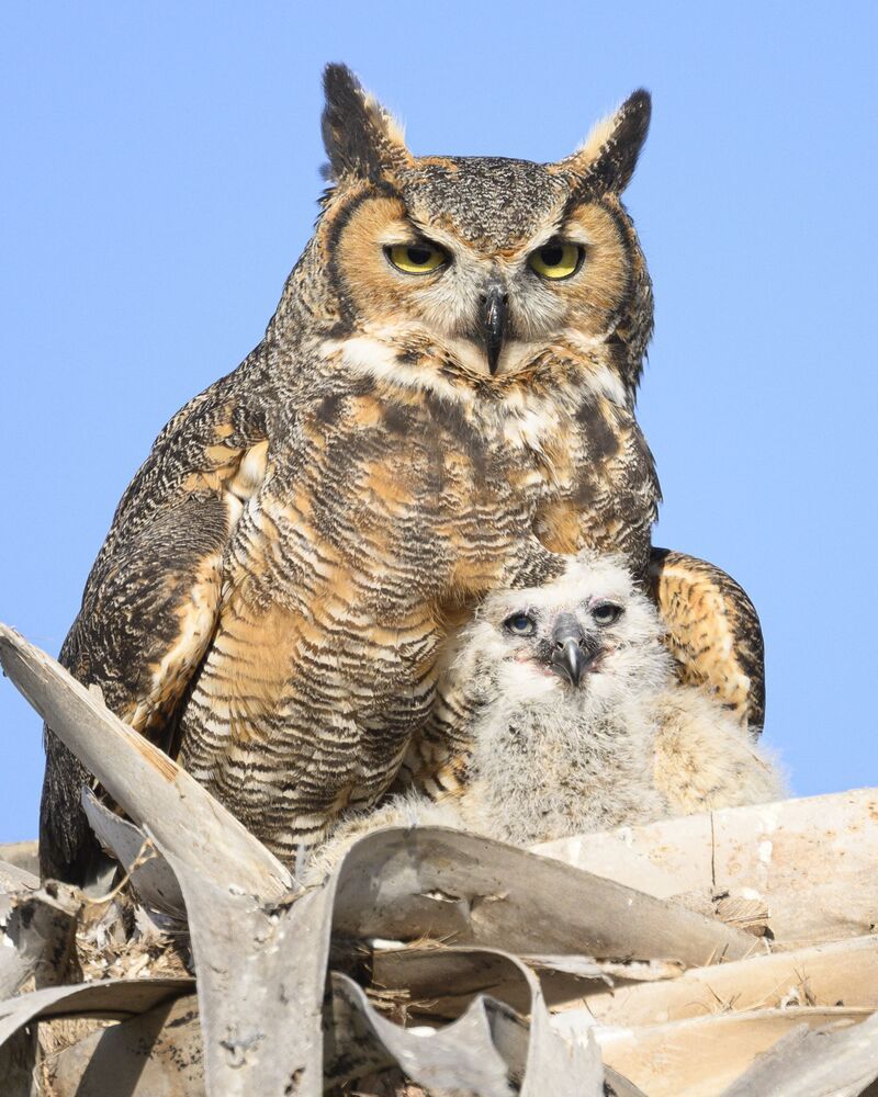 Nurtured Owlets (6)