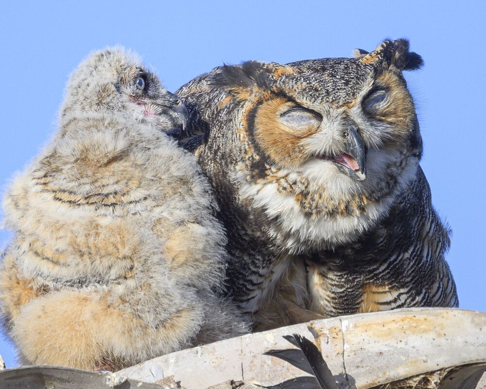 Nurtured Owlets (7)