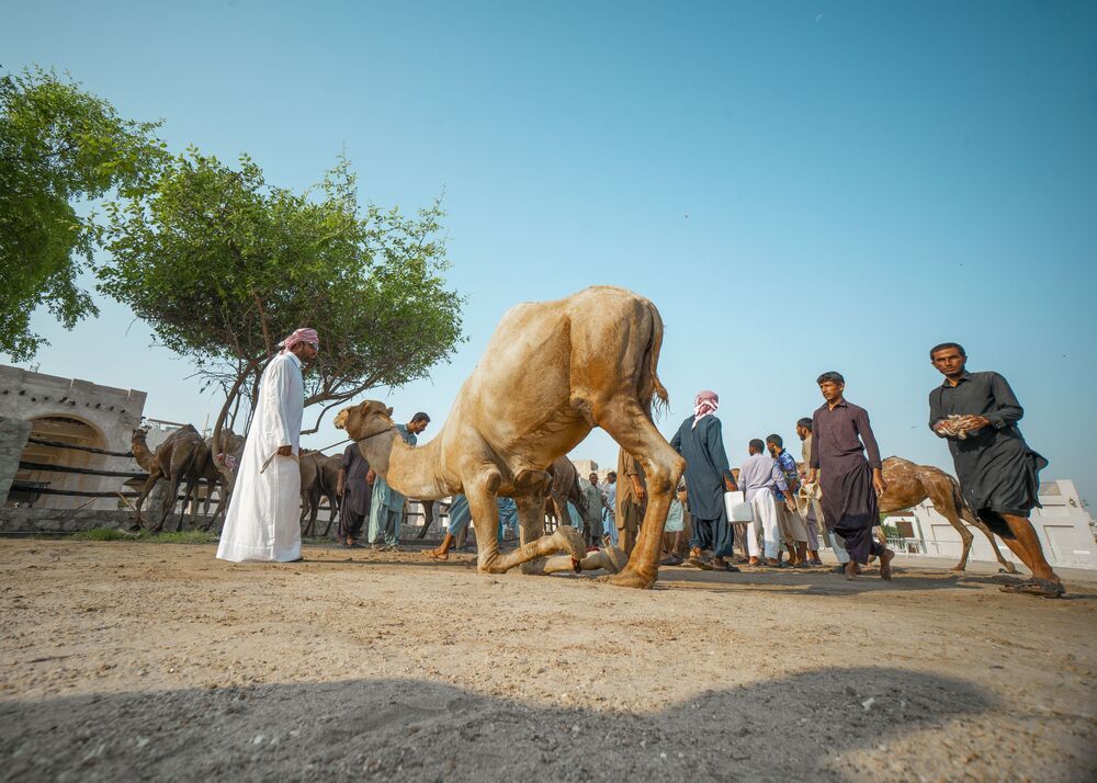 Desert Symphony: Tales of Trust and Tranquility (4)