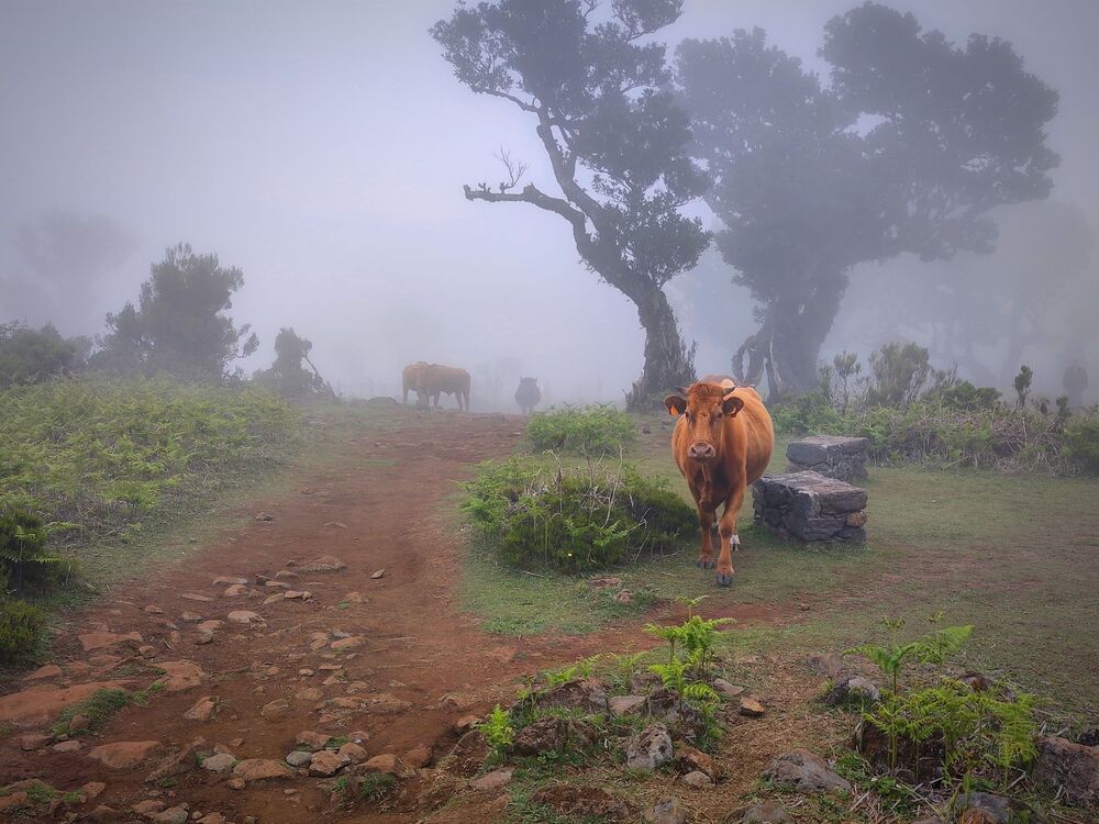 Madeira cows (3)