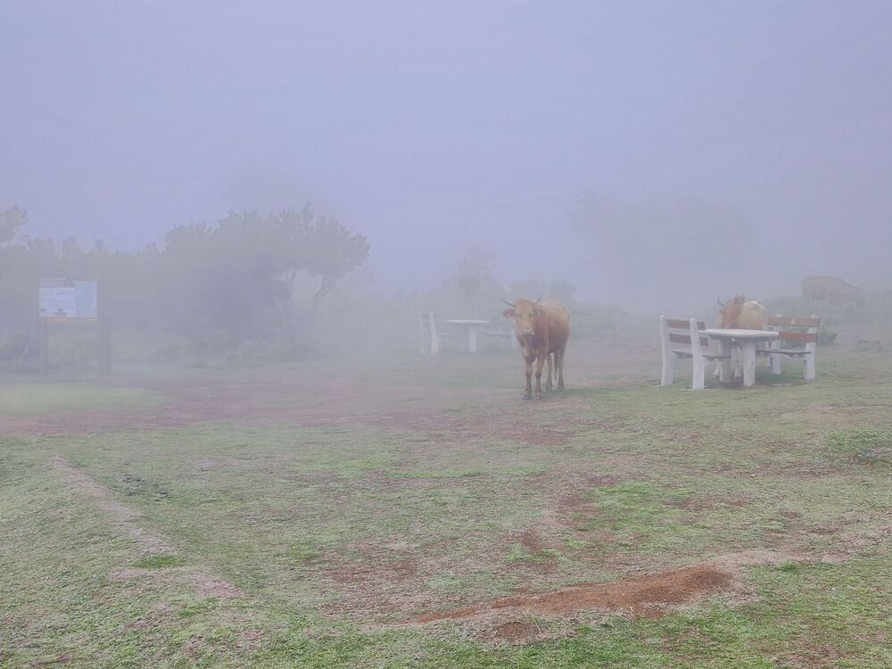 Madeira cows (4)