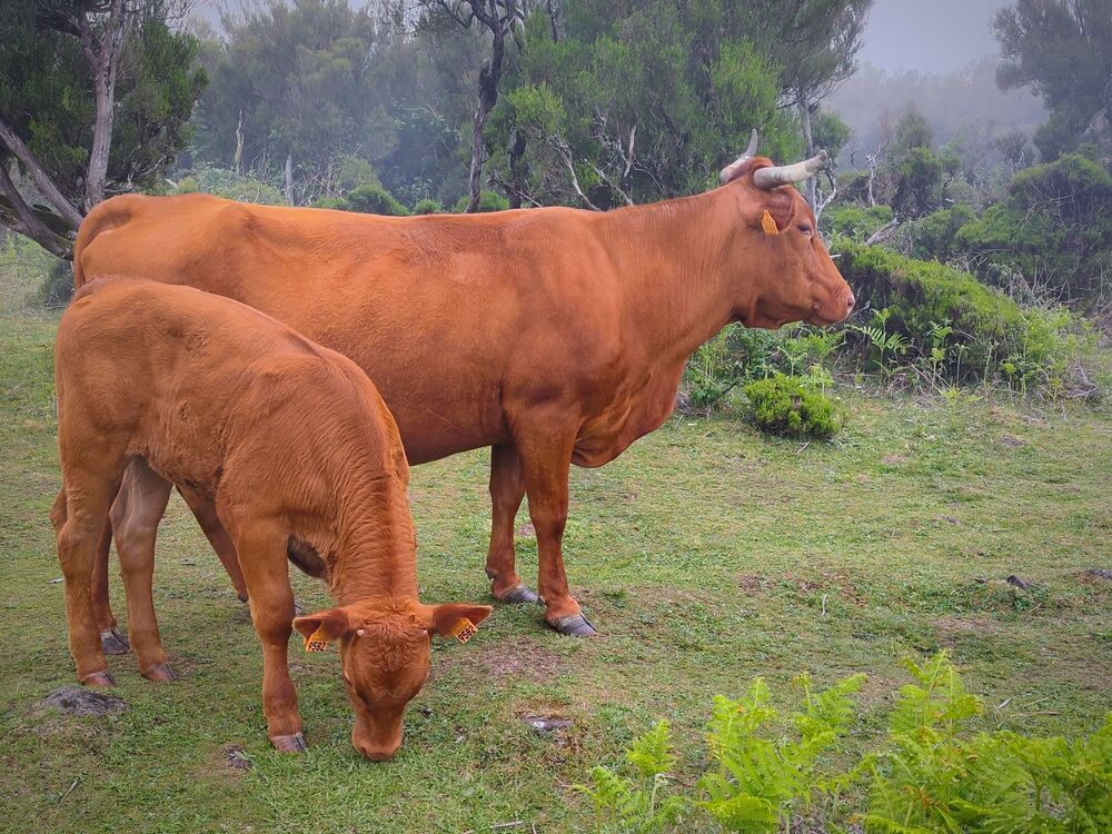 Madeira cows (5)