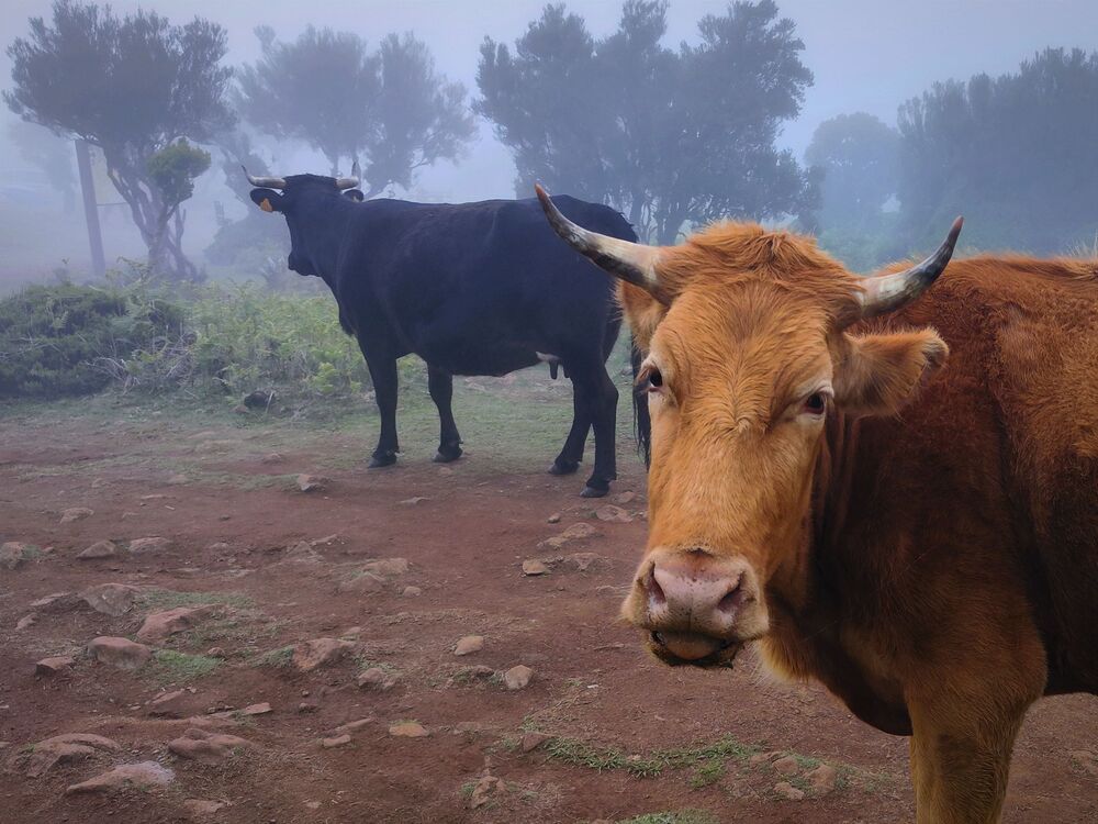 Madeira cows (6)