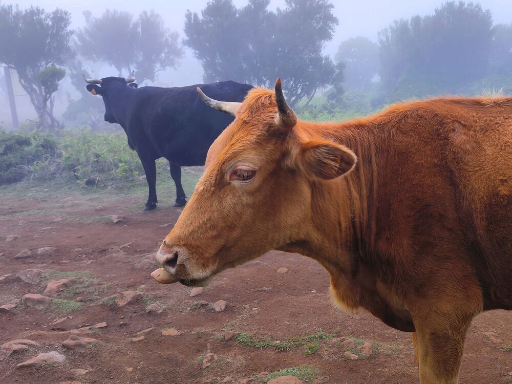 Madeira cows (7)