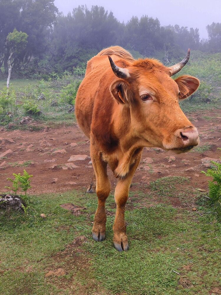 Madeira cows (8)