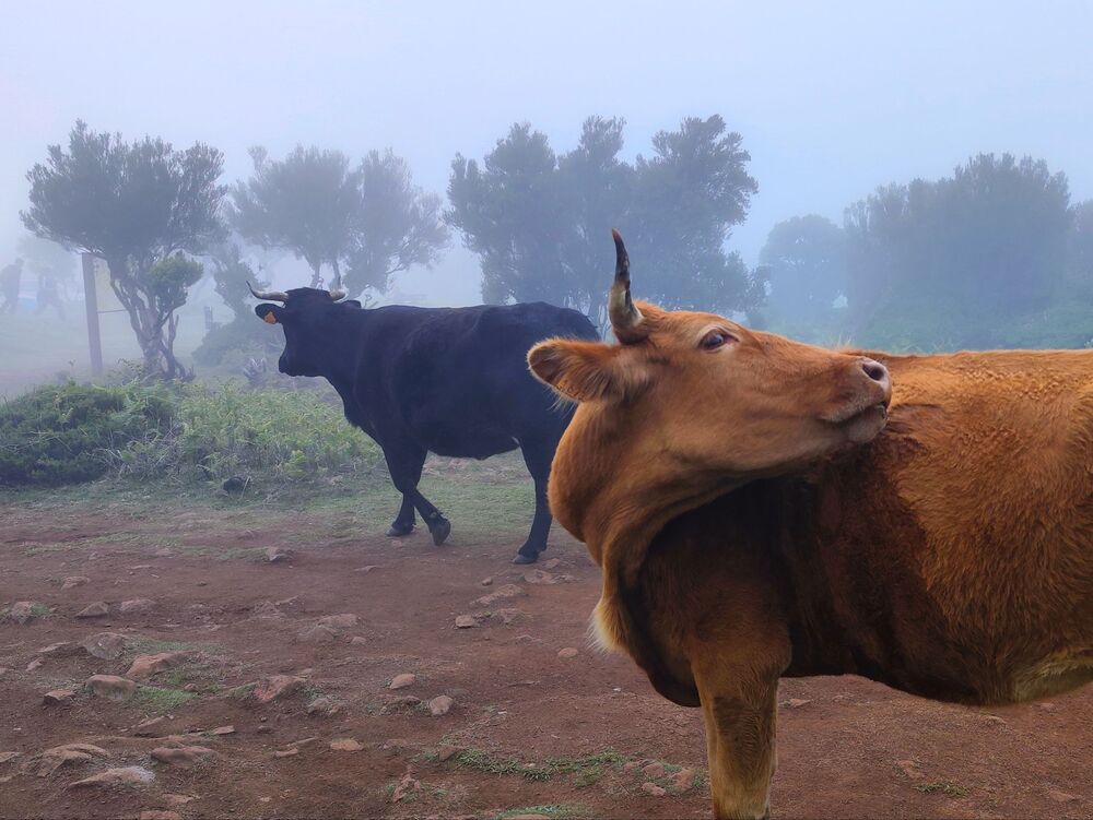 Madeira cows (9)