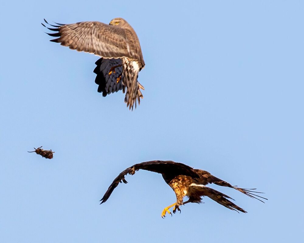 Harrier Food Exchange (3)