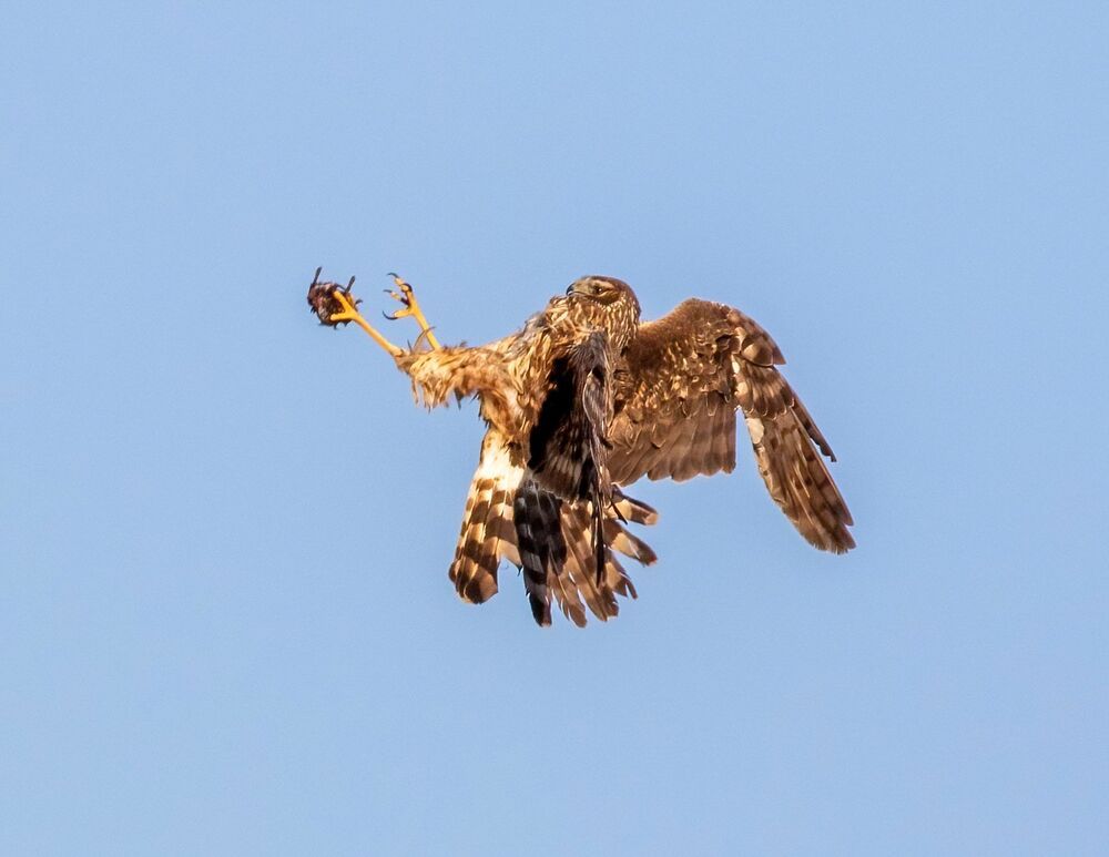 Harrier Food Exchange (5)