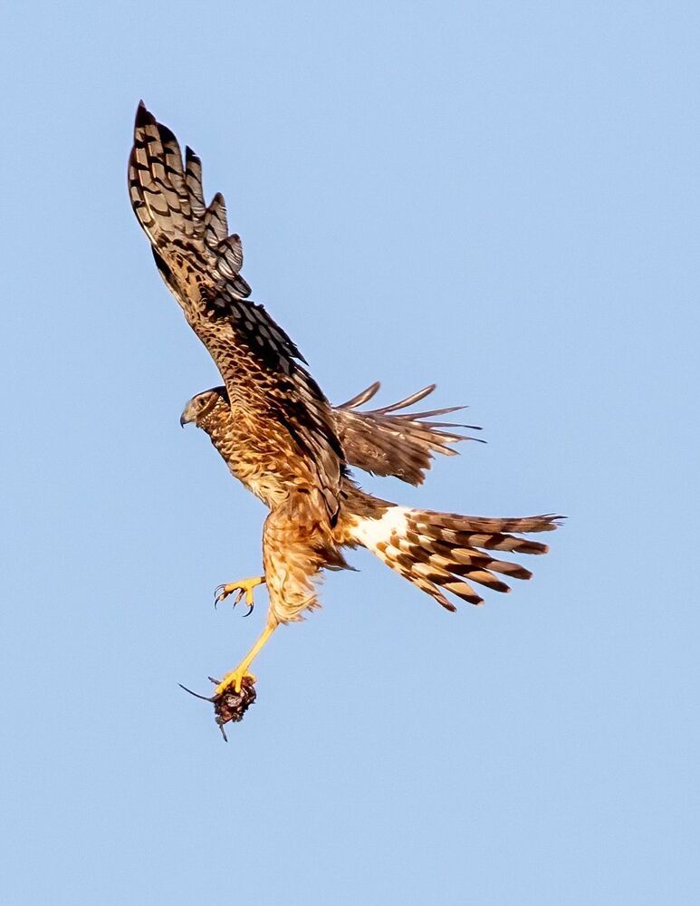 Harrier Food Exchange (6)