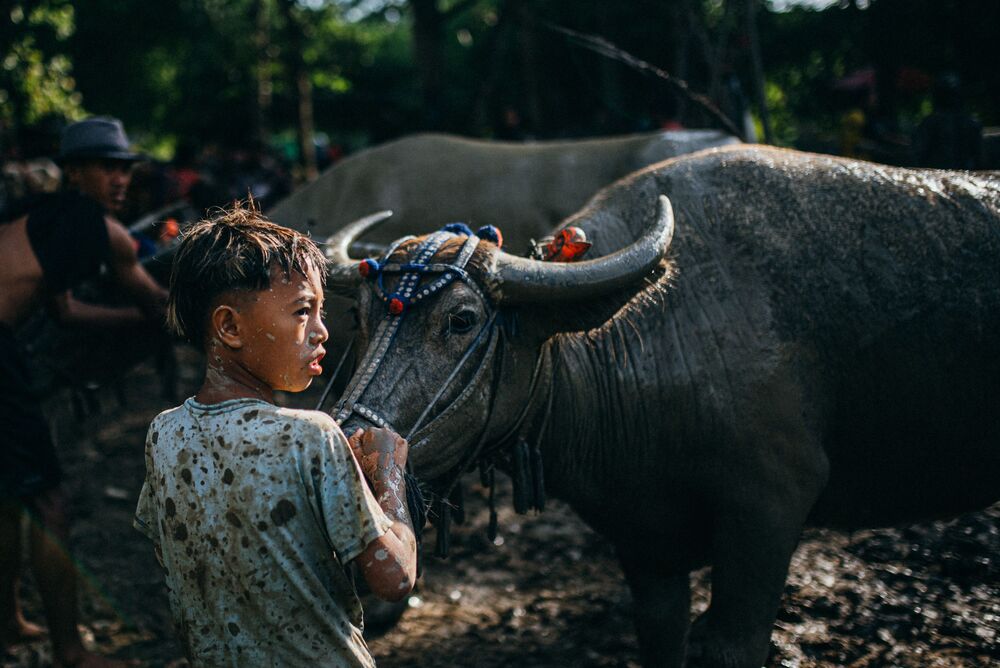 Buffalo racing (2)