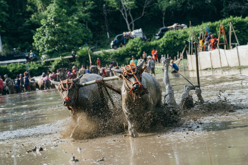 Buffalo racing (4)