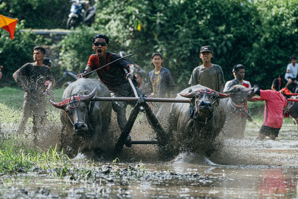 Buffalo racing (5)