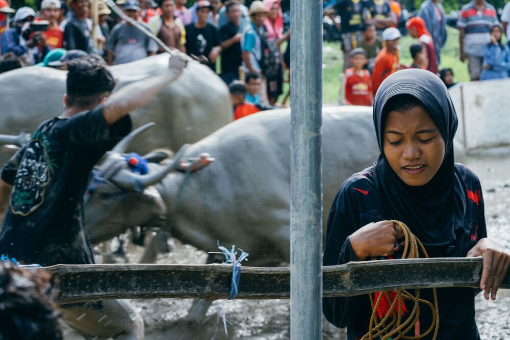 Buffalo racing (6)