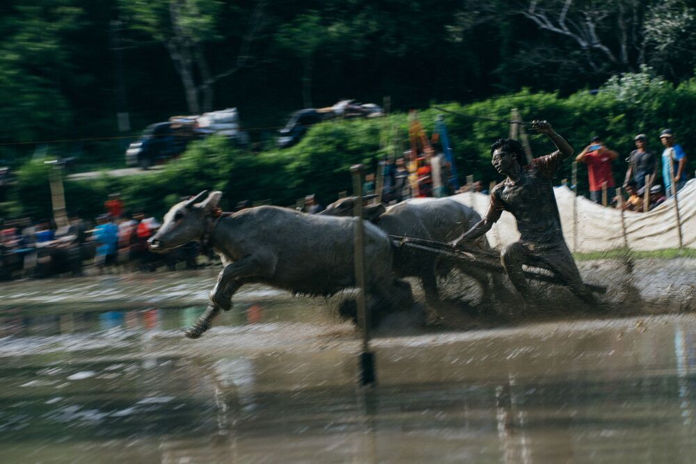 Buffalo racing (7)