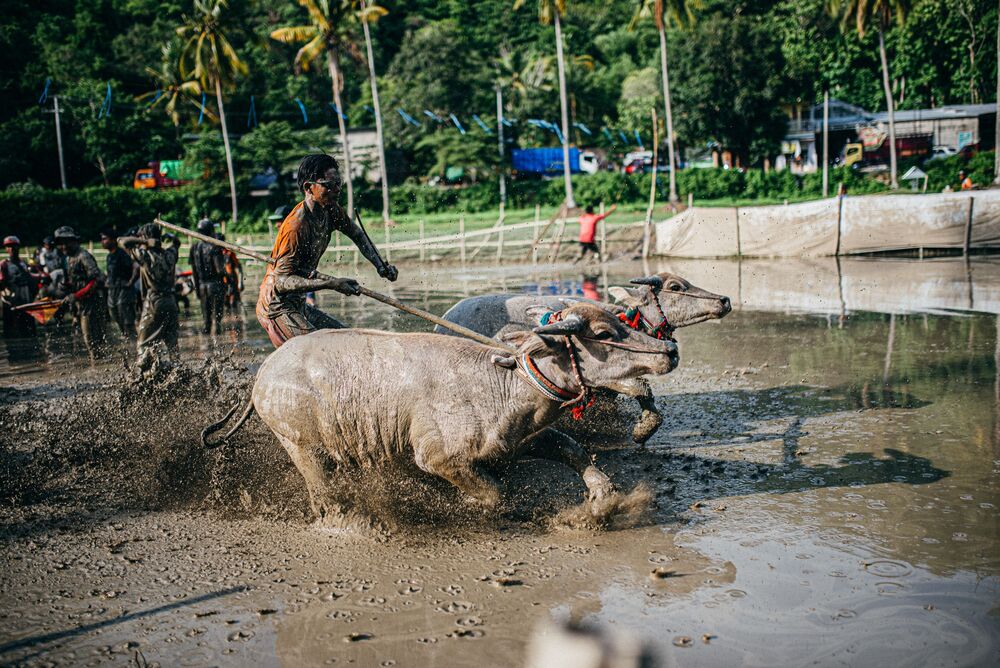 Buffalo racing (8)