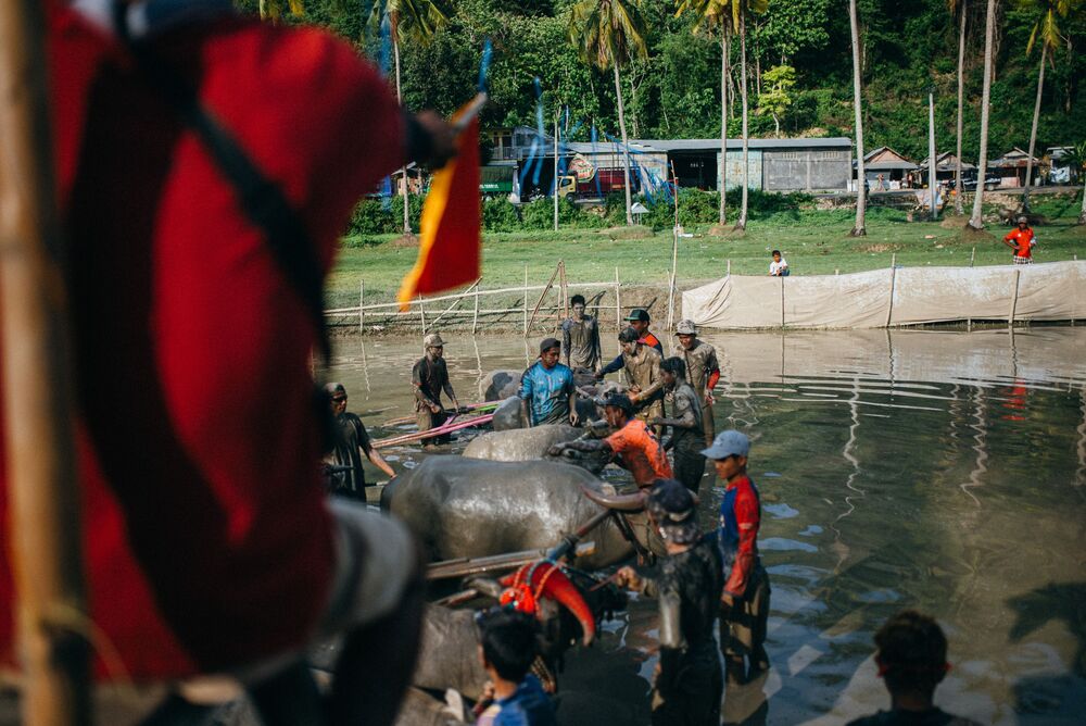 Buffalo racing (9)