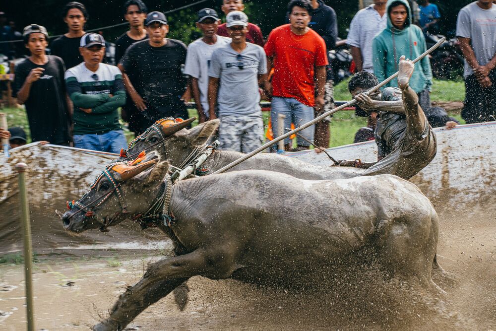 Buffalo racing (11)