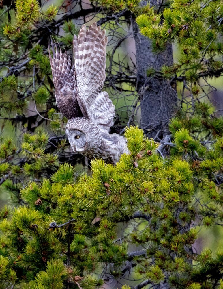Great Grey Owl Hunt: Got It (2)